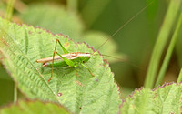 Long-winged Conehead (Male)