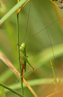 Long-winged Conehead (Female)