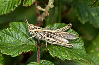 Common Field Grasshopper  (Chorthippus brunneus)