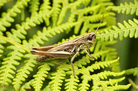 Meadow Grasshopper (Chorthippus parallelus)