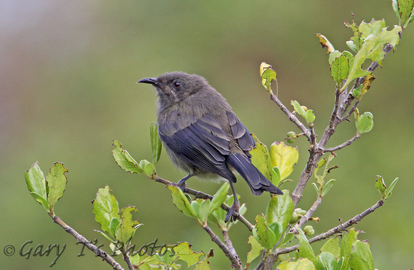 Bellbird (Juvenile)