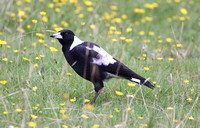 Australian Magpie (black form)