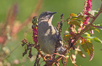 Bellbird (Female)