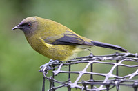 Bellbird (Male)