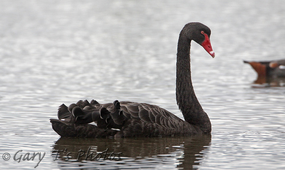 Black Swan (Adult)