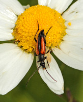 Black-striped Longhorn Beetle (Stenurella melanura)