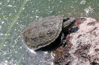 Caspian Turtle or Striped-neck Terrapin (Mauremys caspica)
