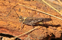 Crackling Forest Grasshopper (Trimerotropis verruculata suffusa)