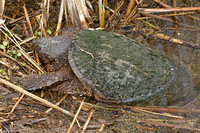 Snapping Turtle  (Chelydra serpentina)