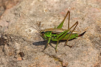 Roesel's Bush Cricket (Female)