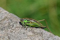 Roesels Bush Cricket (Female)