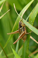 Roesels Bush Cricket (Male)