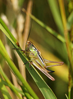 Roesels Bush Cricket (Immature Female)