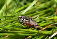 Roesels Bush Cricket (Male)
