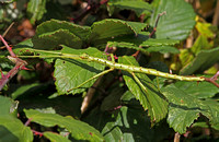 Prickly Stick-insect (Acanthoxyla geisovii - Green form)