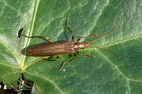 False Blister Beetle (Oedemera femoralis)