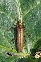 False Blister Beetle (Oedemera femoralis)