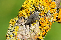 Vine Weevil (Otiorhynchus sulcatus)