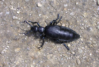 European Oil Beetle (Meloe proscarabaeus)
