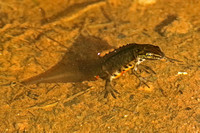 Common/Smooth Newt (Male)