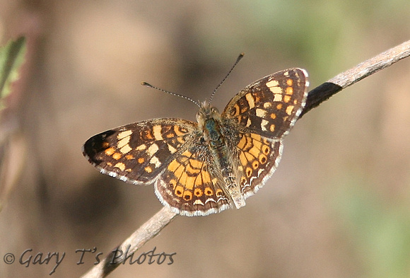 Mexican Crescent (Phyciodes pallescens)
