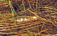 Common Carp (Cyprinus carpio)