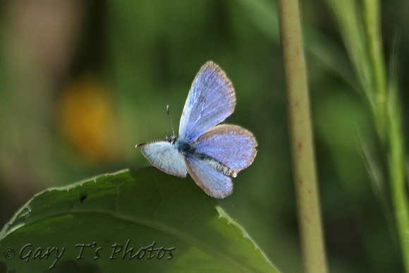 Paphos Blue (Glaucopsyche paphos - Male)