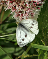 Green-veined White (Piers nap ssp. sabellicae - Female)