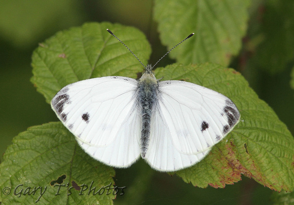 Green-veined White (Piers nap ssp. sabellicae - Male)