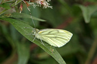 Green-veined White (Piers nap ssp. sabellicae - Female)