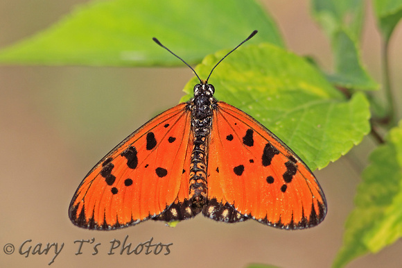 Tawny Coster (Acraea violae or terpsicore)
