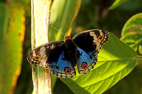 Blue Pansy (Junonia orithya - Male)