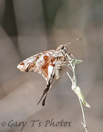 Zilpa Longtail (Chioides zilpa)