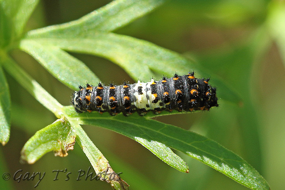 British Swallowtail (Papilio machaon ssp. britannique - Caterpillar 3rd Instar)