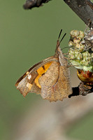 Nettle-tree Butterfly (Libythea celtis)