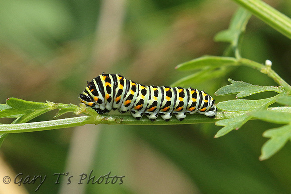 British Swallowtail (Papilio machaon ssp. britannique - Caterpillar 4th Instar)