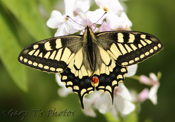 British Swallowtail (Papilio machaon ssp. britannique)