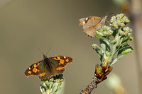 Nettle-tree Butterfly (Libythea celts - Pair)