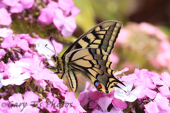 British Swallowtail (Papilio machaon ssp. britannique)