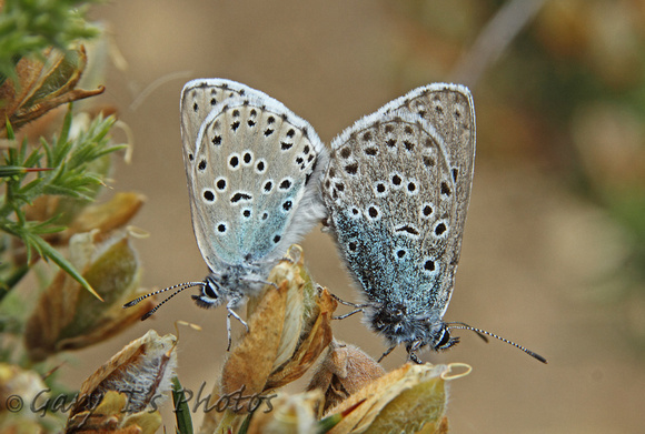 Large Blue (Phengaris arion - Pair)