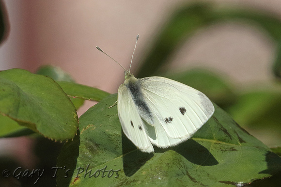 Small White (Pieris rapae - Female)