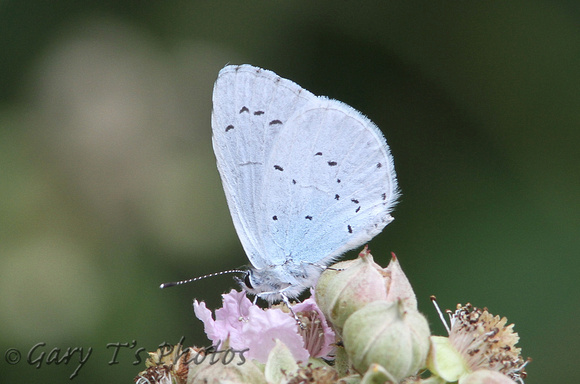 Holly Blue (Celastrina argiolus - Male)