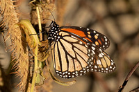 Monarch (Danaus plexippus - Male)
