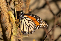 Monarch (Danaus plexippus - Male)