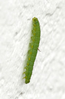 Small White (Pieris rapae - Caterpillar)