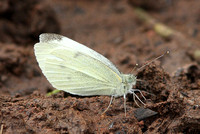 Small White (Pieris rapae)
