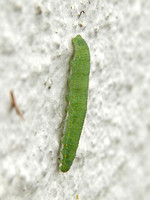 Small White (Pieris rapae - Caterpillar)