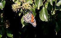 Monarch (Danaus plexippus - Female)