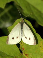 Small White (Pieris rapae - Female)