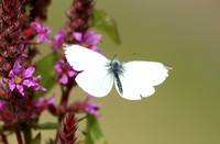 Small White (Pieris rapae - Male)